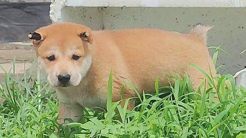 小黄狗的窝,家的温馨角落