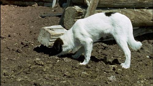 小黄狗的窝,家的温馨角落  第2张