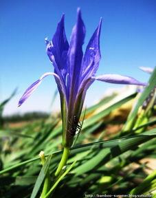 马莲花开,探寻民族风情的美丽画卷