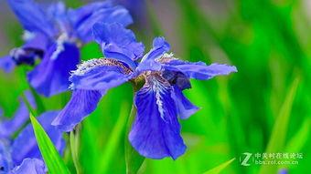 马莲花开,探寻民族风情的美丽画卷  第2张