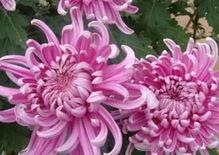 可惜明年花更好 第2张 可惜明年花更好 第2张