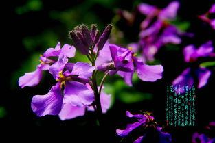 可惜明年花更好 第3张 可惜明年花更好 第3张